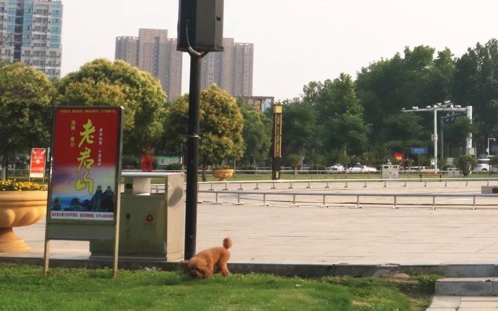 狗狗看电视体育比赛，人与犬共享激情时刻