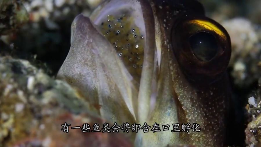 鲁尼谈自己的恐惧症，我不喜欢鱼，特别怕大鱼