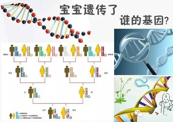 体育基因是否会遗传给孩子