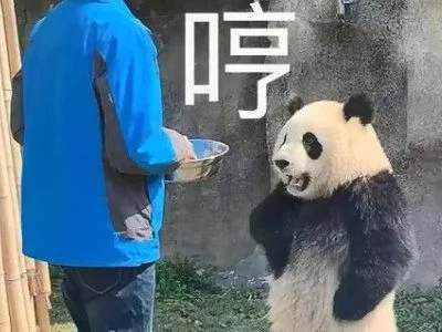 什么动物的体育老师