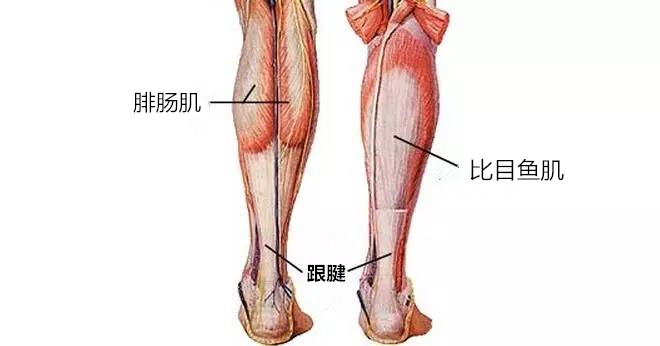 体育生小腿肌肉肿痛，成因、预防与治疗方法全解析