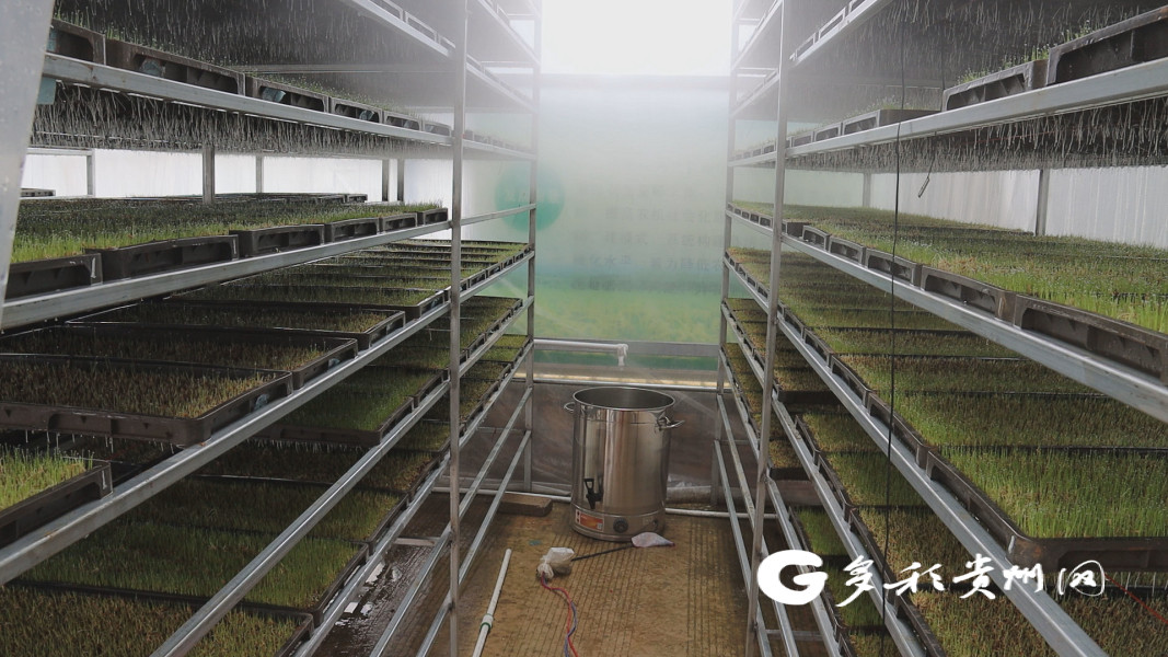 钵体育苗技术助力水稻增产