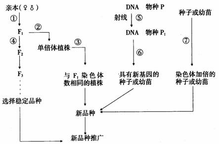 突变体育种方式，重塑运动与遗传的交融关系